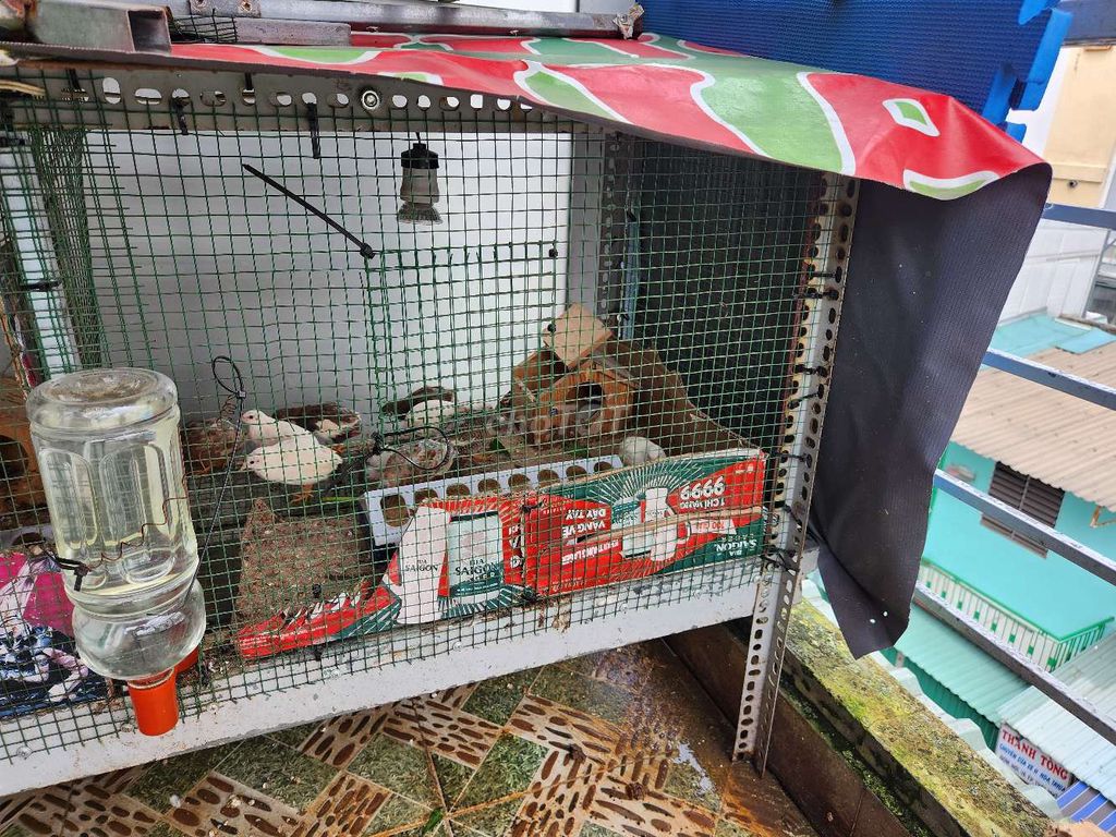 Bán gà rutin 1 tháng tuổi 2 tháng 1. Mua bán Gà tại Quận Bình Thạnh Tp Hồ Chí Minh được đăng bởi nguyễn danh hình 7