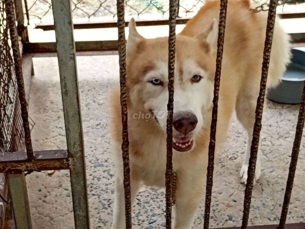Chó Husky Đực Vàng trắng Mắt hai màu. Mua bán Chó tại Huyện Nhà Bè Tp Hồ Chí Minh được đăng bởi Nhân Rottweiler  hình 1