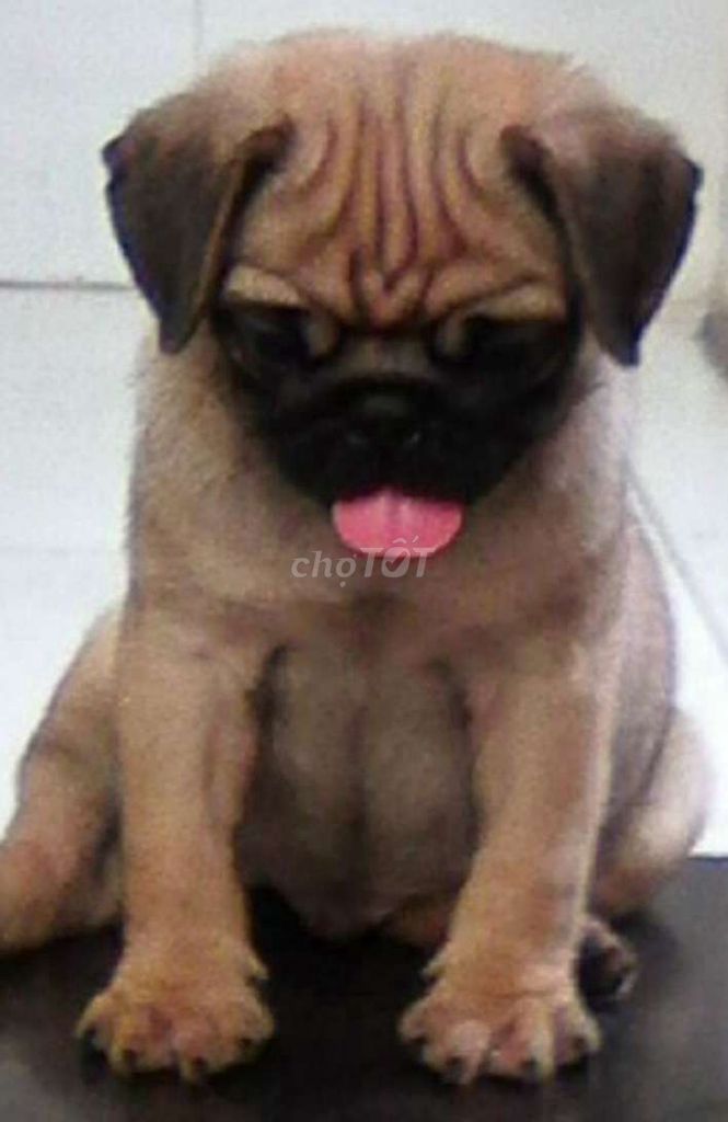 CHÓ PUP CHÂN LÙN THUẦN CHỦNG %. Mua bán Chó tại Thành phố Thủ Đức Tp Hồ Chí Minh được đăng bởi Như Ý hình 1