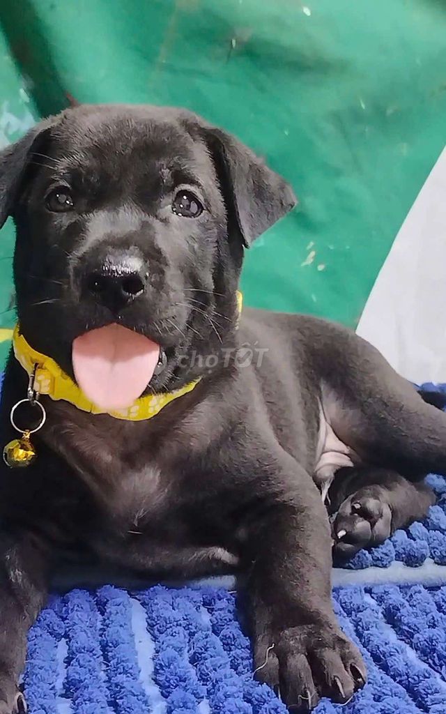 Chó Labrador đực đen tuyền phong thủy cho chủ . Mua bán Chó tại Quận Bình Tân Tp Hồ Chí Minh được đăng bởi Nguyễn Hằng hình 1