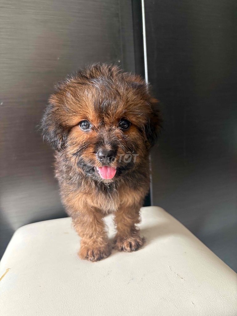 Chó Poodle Chihuahua Phóc Sóc nhỏ đã tiêm. Mua bán Chó tại Thành phố Thủ Đức Tp Hồ Chí Minh được đăng bởi Hạ Mi hình 1