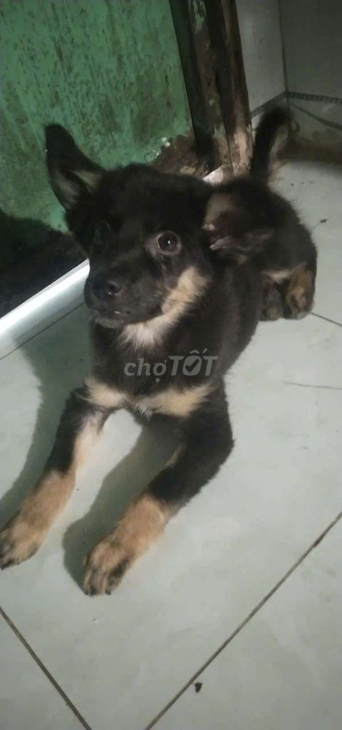 Chó ta 3 tháng tuổi. Mua bán Chó tại Thành phố Thủ Đức Tp Hồ Chí Minh được đăng bởi MINH KHÔI PHAM hình 1