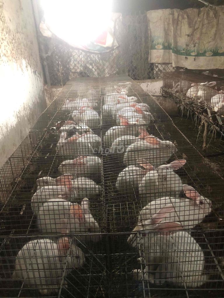 Thỏ thịt và thỏ con. Mua bán Thú cưng khác tại Thành phố Bà Rịa Bà Rịa - Vũng Tàu được đăng bởi Quốc Tuấn hình 1