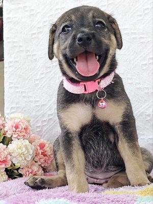 Gái Nhật F lanh lợi chào sen cute🫰🫰