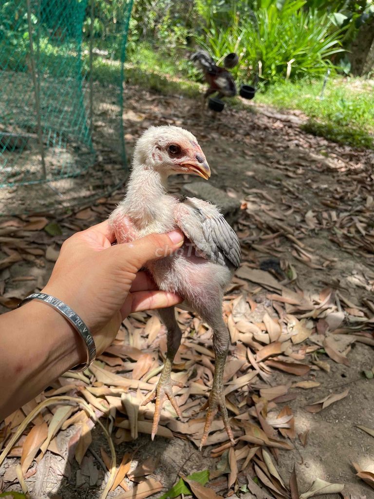 Gà nòi Xám trống 2 tháng tuổi. Mua bán Gà tại Huyện Diễn Châu Nghệ An được đăng bởi Đặng Kiêm hình 1