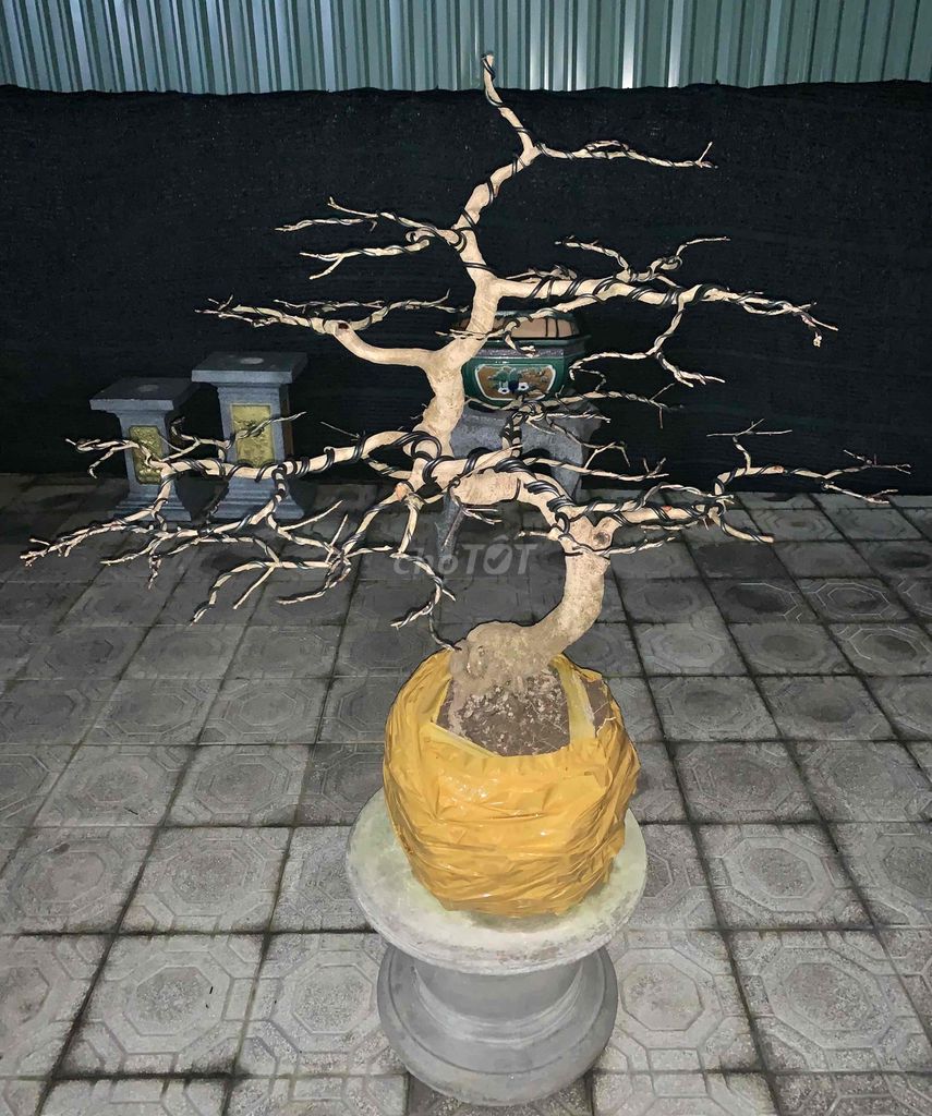 Bonsai Hoàng Mai Huế cây chuẩn