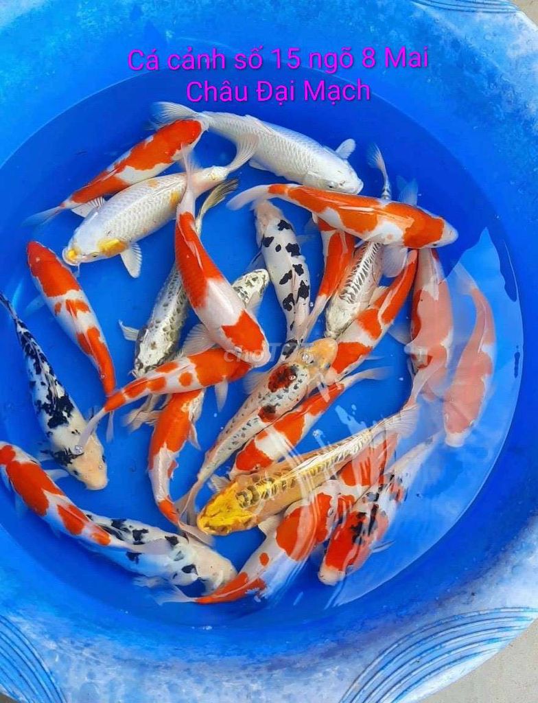Cá Koi F1 size 15-18cm Trắng Đỏ Vàng. Mua bán Thú cưng khác tại Huyện Đông Anh Hà Nội được đăng bởi Trần Vịnh hình 1