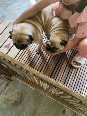Chó Pug cái nâu vàng con đã tiêm ngừa. Mua bán Chó tại Thành phố Biên Hòa Đồng Nai được đăng bởi Ngô Xuân Hùng