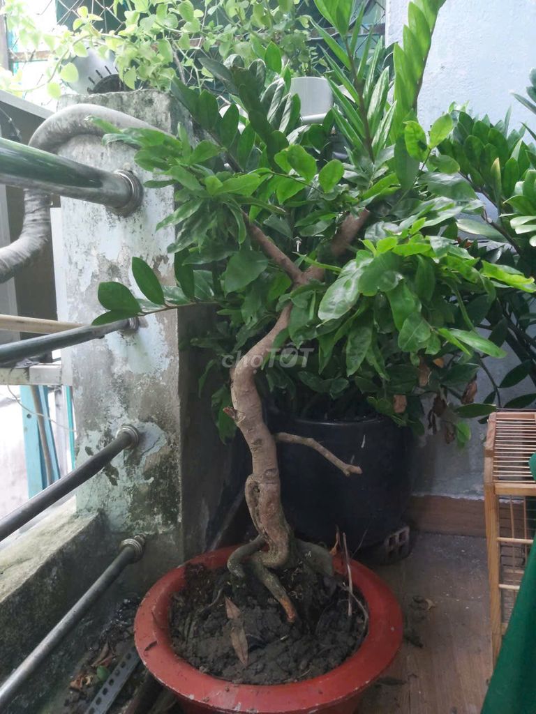 Mai cảnh 2026. Mua bán Cây cảnh, đồ trang trí tại Quận Gò Vấp Tp Hồ Chí Minh được đăng bởi khanh hình 1