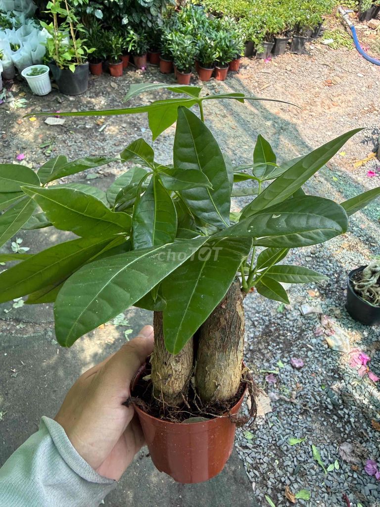 Cây cảnh Kim Ngân Mini. Mua bán Cây cảnh, đồ trang trí tại Quận Gò Vấp Tp Hồ Chí Minh được đăng bởi Phạm Duy hình 1