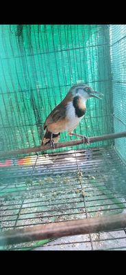 Khướu cổ khoang siêu hót hay