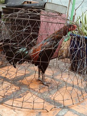 Que xanh. Mua bán Gà tại Quận 11 Tp Hồ Chí Minh được đăng bởi Phi
