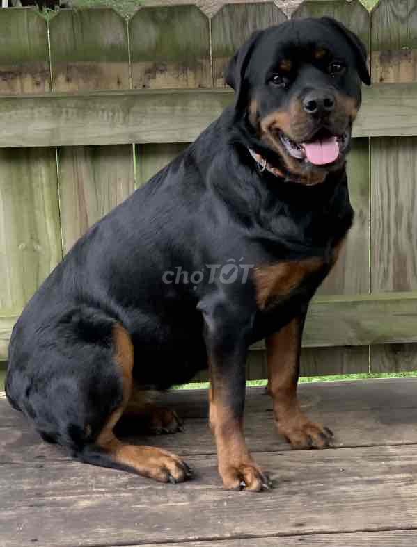 thương bé lắm nhưng k có thời gian chăm sóc. Mua bán Chó tại Thành phố Biên Hòa Đồng Nai được đăng bởi Phương Dung  hình 3