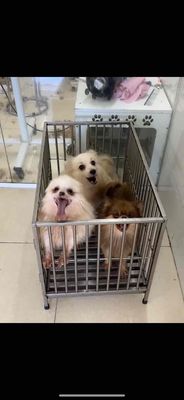 Chó Phốc Sóc Trắng Nâu bé