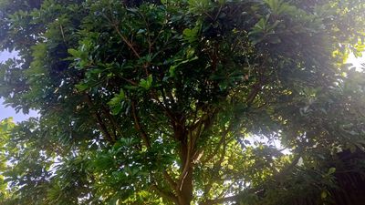 Bán cây lộc vừng. Mua bán Cây cảnh, đồ trang trí tại Huyện Lấp Vò Đồng Tháp được đăng bởi Lê Hoàng Tây