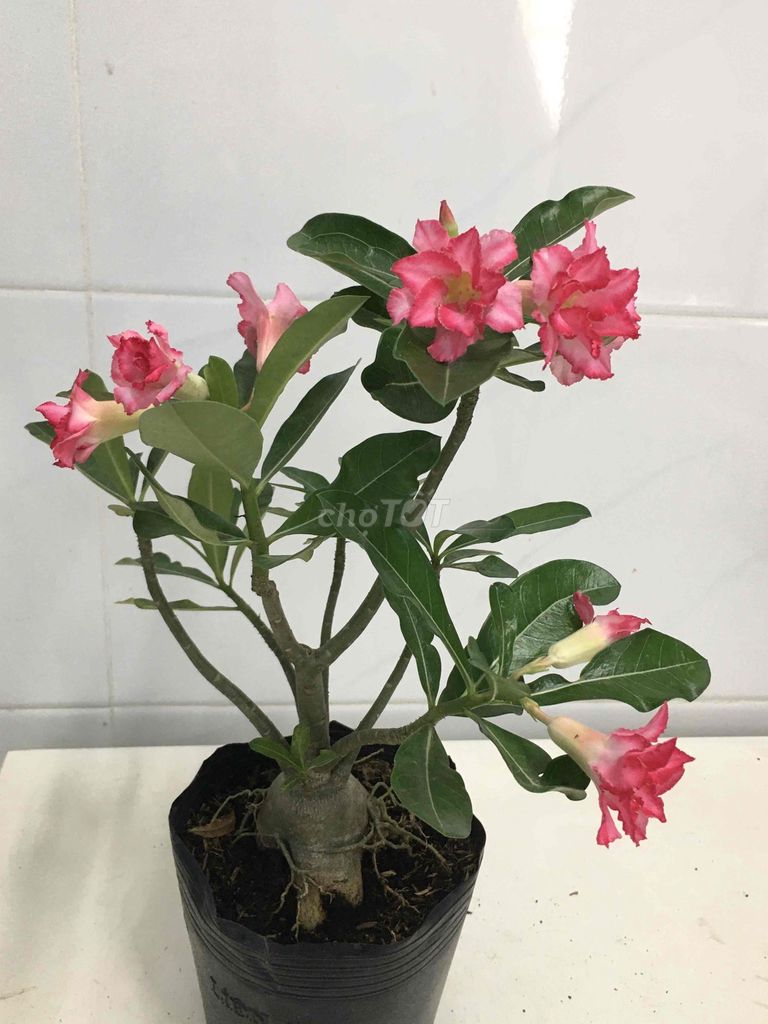 sứ hạt. Mua bán Cây cảnh, đồ trang trí tại Quận 7 Tp Hồ Chí Minh được đăng bởi Nga Trần hình 1