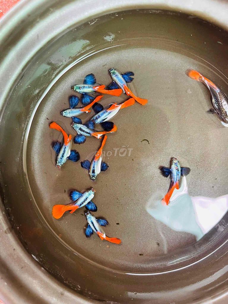 Guppy đumbo red tail. Mua bán Thú cưng khác tại Huyện Giồng Trôm Bến Tre được đăng bởi TRẠI BETTA CUNG CẤP SỈ VÀ LẺ  hình 1