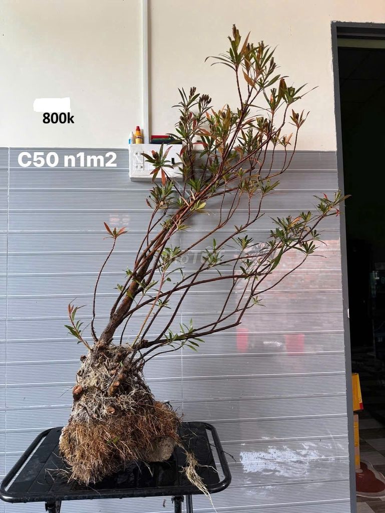 Cây thủy sinh, bán cạn  Mị Nương . Mua bán Cây cảnh, đồ trang trí tại Thành phố Thuận An Bình Dương được đăng bởi Lê hữu Phước hình 1
