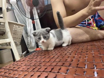 🔎🏡 mới. Mua bán Mèo tại Quận Hoàng Mai Hà Nội được đăng bởi Linh Trần