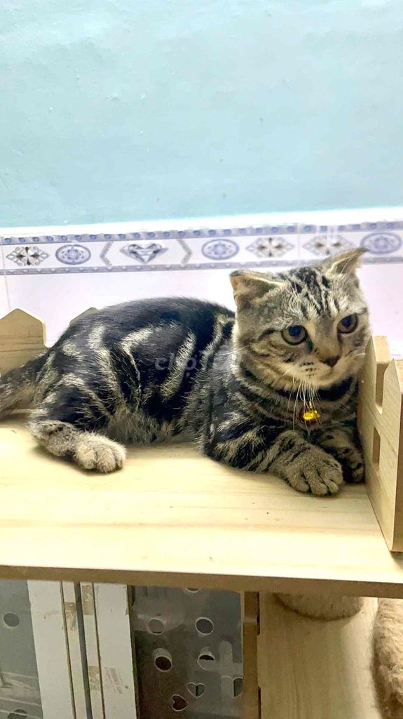 MÈO TAPPY CHÂN LÙN LAI MUNCHKIN