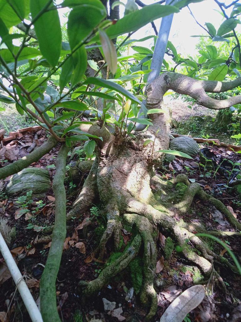 Cây cảnh Mai vàng. Mua bán Cây cảnh, đồ trang trí tại Huyện Cái Bè Tiền Giang được đăng bởi Quốc Sự hình 1