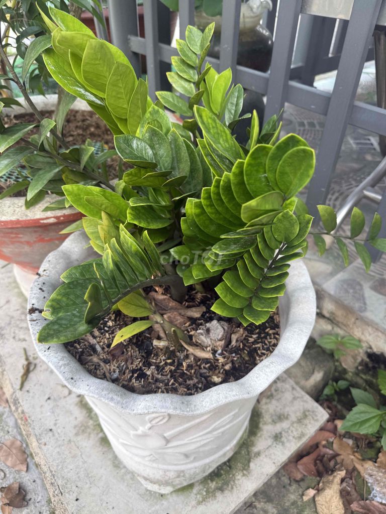 Cây Kim Tiền phong thủy. Mua bán Cây cảnh, đồ trang trí tại Huyện Củ Chi Tp Hồ Chí Minh được đăng bởi An hình 1