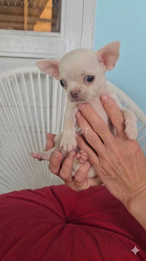 Chihuahua đực trắng kem. Mua bán Chó tại Huyện Củ Chi Tp Hồ Chí Minh được đăng bởi Bảo Bảo hình 1