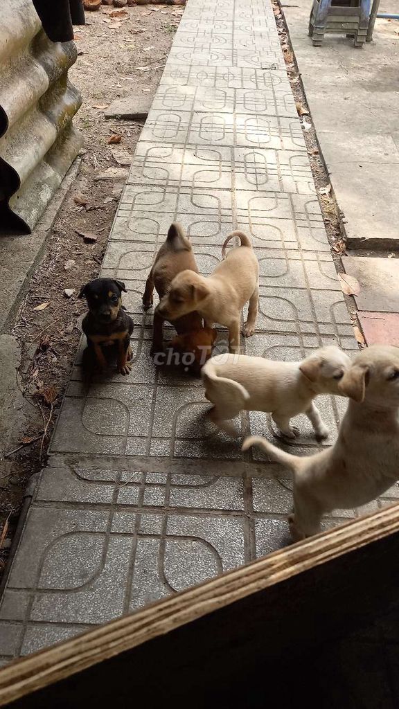 Chó ta con. Mua bán Chó tại Huyện Châu Thành Bến Tre được đăng bởi Hau Pham hình 1
