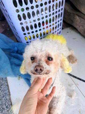 Chó Poodle Tiny đực Trắng 2 tuổi