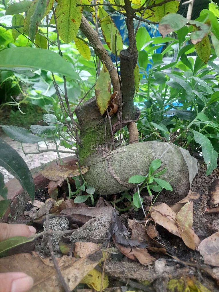 2 Phôi mai vàng. Mua bán Cây cảnh, đồ trang trí tại Huyện Cái Bè Tiền Giang được đăng bởi Minh Nhut hình 1