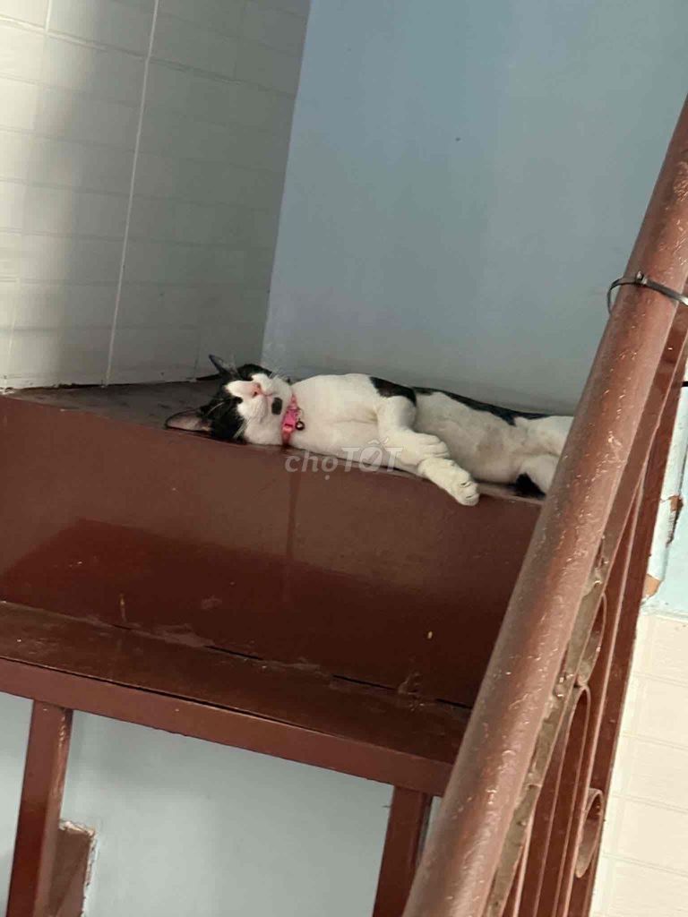 Mèo Đen trắng đã triệt sản. Mua bán Mèo tại Thành phố Dĩ An Bình Dương được đăng bởi Ngọc Hân hình 1