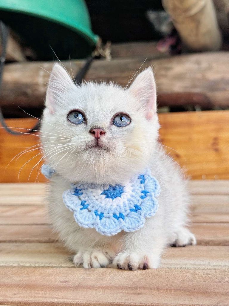 Mèo Anh Chân Lùn. Mua bán Mèo tại Huyện Châu Thành Hậu Giang được đăng bởi Lê Đăng Khoa hình 3