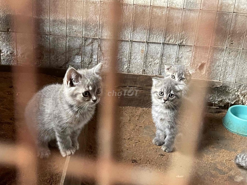 cần bán 1 mèo mẹ và 3 mèo con .mèo anh lông ngắn