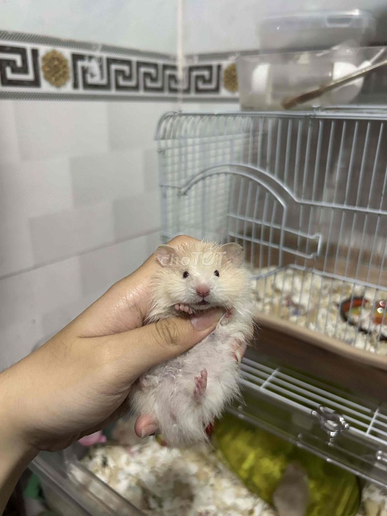 Chuột Hamster Tạng To. Mua bán Thú cưng khác tại Thành phố Vũng Tàu Bà Rịa - Vũng Tàu được đăng bởi Ngọc Bảo hình 1