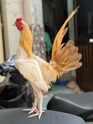 simon. Mua bán Gà tại Quận 8 Tp Hồ Chí Minh được đăng bởi Tấn Sang
