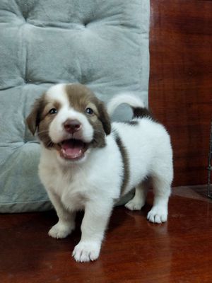 Bé trai Corgi nhỏ nhắn xinh xắn đáng yêu
