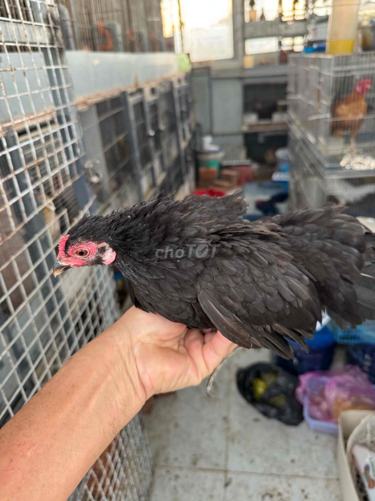 Gà tre mái đen trắng 3 con. Mua bán Gà tại Quận 4 Tp Hồ Chí Minh được đăng bởi Chú Dũng hình 1