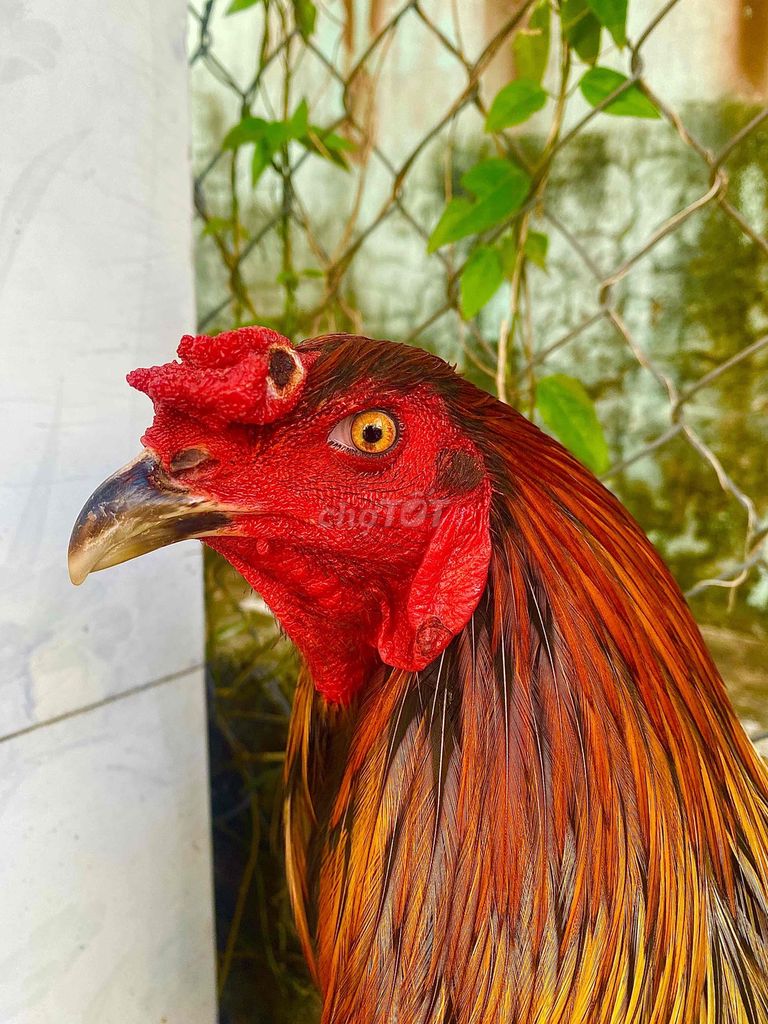 🍀que nghệ 4kg cựa nhật nguyệt. Mua bán Gà tại Huyện Kế Sách Sóc Trăng được đăng bởi QUYÊN GÀ TUYỂN SÓC TRĂNG hình 1