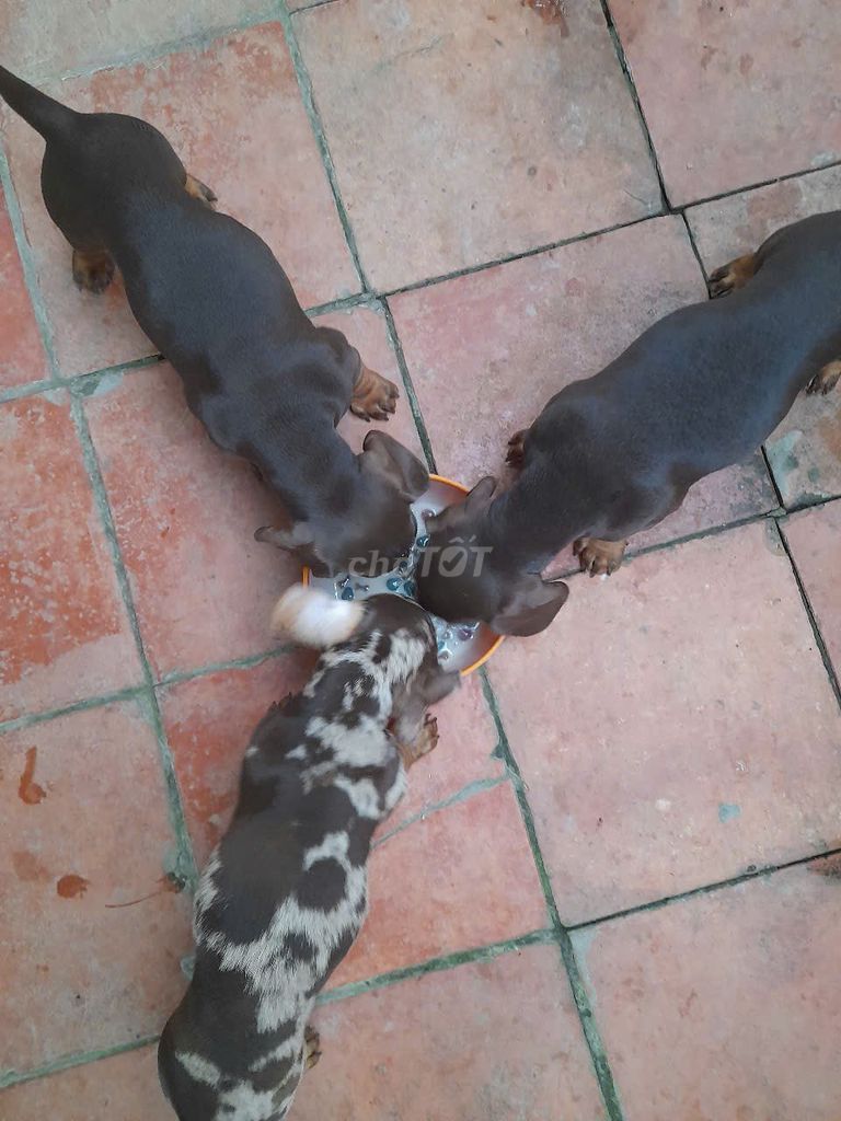 Chó Lạp Xương Nâu Đốm đã tiêm. Mua bán Chó tại Quận Ninh Kiều Cần Thơ được đăng bởi Horatio Caine hình 1