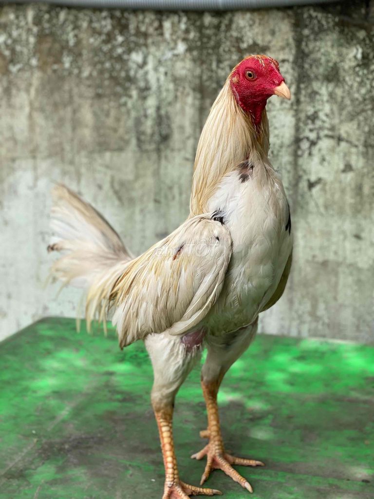 Gà giống nhỏ trống đã tiêm. Mua bán Gà tại Quận 8 Tp Hồ Chí Minh được đăng bởi 7 hien hình 1