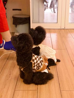 Poodle lai bichon. Mua bán Chó tại Quận Tân Phú Tp Hồ Chí Minh được đăng bởi Trâm Ngọc 
