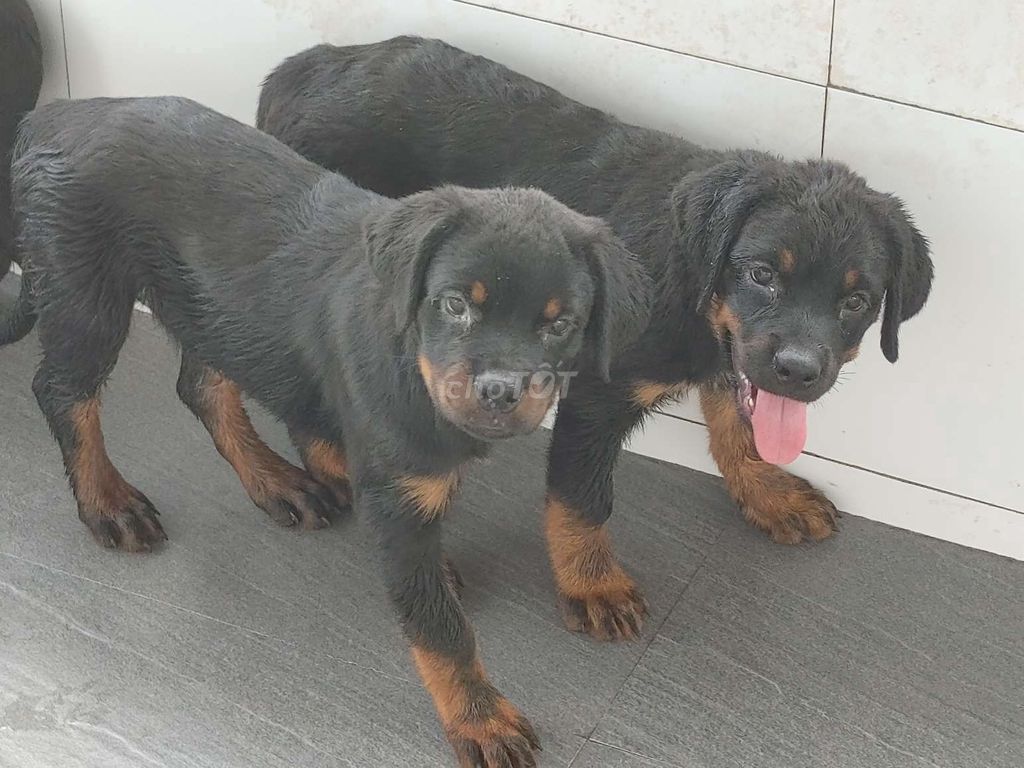 Rottweiler.Thuần.Q12. Mua bán Chó tại Quận 12 Tp Hồ Chí Minh được đăng bởi Nhân Rottweiler  hình 1
