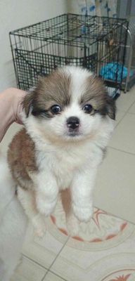 phốc sóc lai corgi tầm dưới 3 tháng tuổi. Mua bán Chó tại Quận Thanh Xuân Hà Nội được đăng bởi Phan Hue Anh