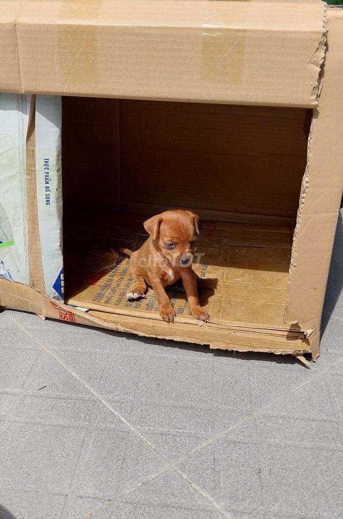 Chó Phốc mini nâu đen 7 tuần tuổi. Mua bán Chó tại Thành phố Đà Lạt Lâm Đồng được đăng bởi Phạm Hồng hình 1