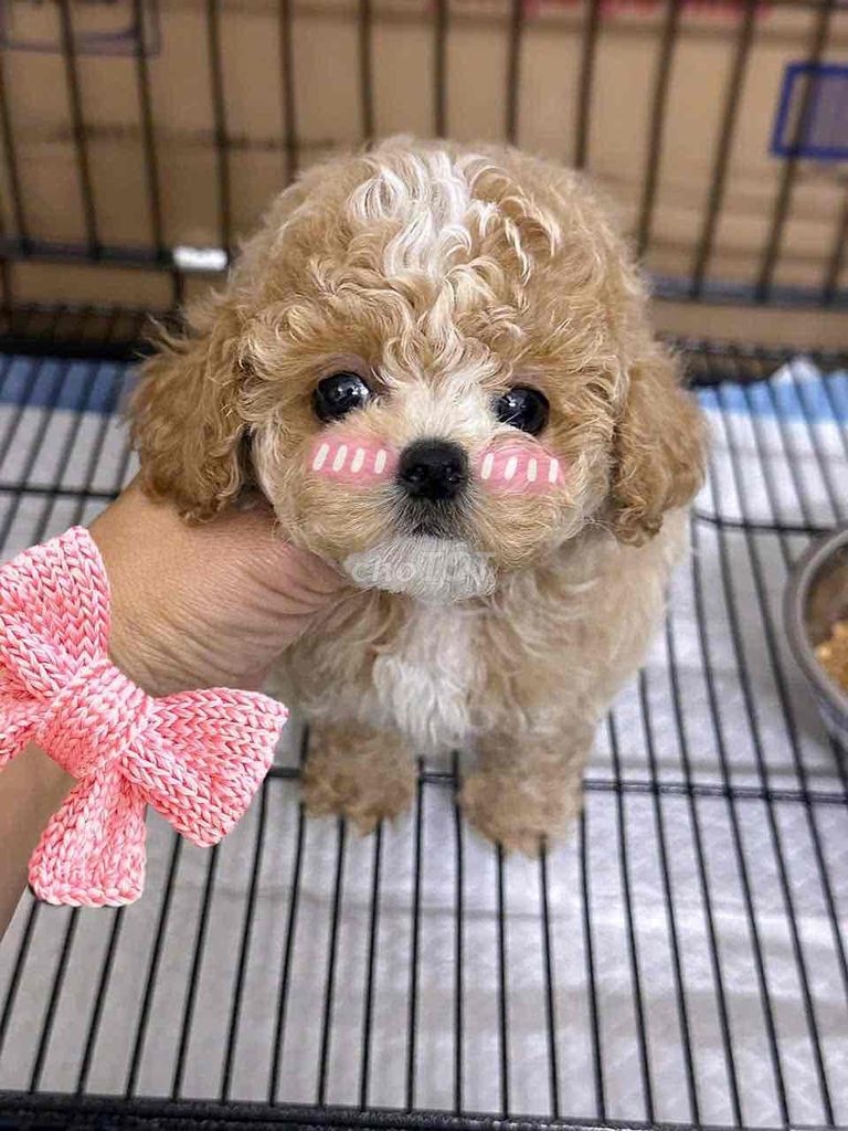 Bán chó poodle con tại shop 130 đường 2/9 đà nẵng. Mua bán Chó tại Quận Hải Châu Đà Nẵng được đăng bởi Chó Cảnh Đà Nẵng 130 đường 2 9  hình 1