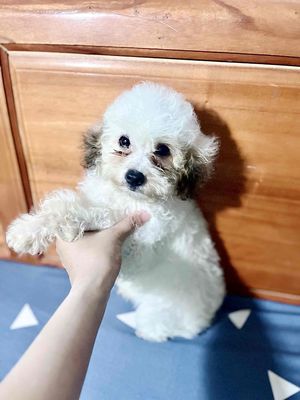 chó ❤️POODLE CÁI TRẮNG PARTY TAI XUKA XINH ❤️. Mua bán Chó tại Huyện Hóc Môn Tp Hồ Chí Minh được đăng bởi Chang