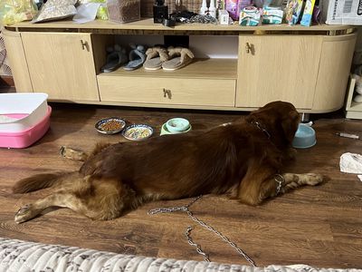 Chó Golden Retriever Nâu hơn 1 tuổi đã tiêm