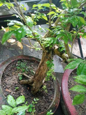 Nguyệt quế bonsai lá xoắn bông chùm gốc to. Mua bán Cây cảnh, đồ trang trí tại Quận Liên Chiểu Đà Nẵng được đăng bởi Thuan ngoc