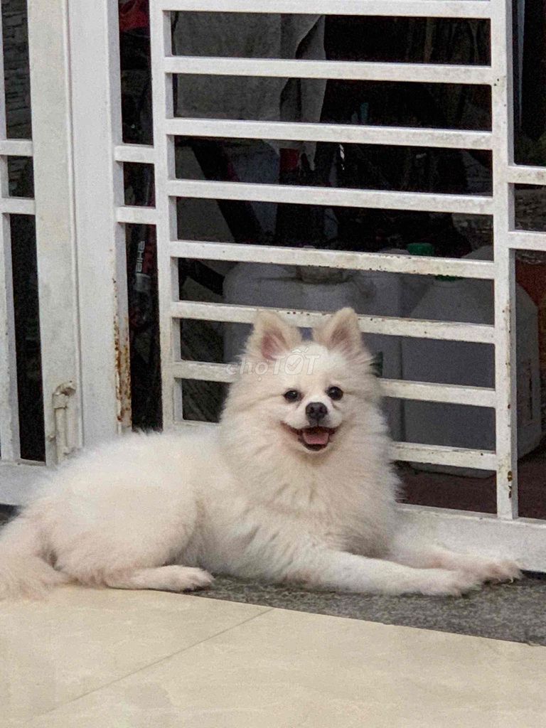 fox soc. Mua bán Chó tại Quận Ngô Quyền Hải Phòng được đăng bởi Trần nhật anh hình 1