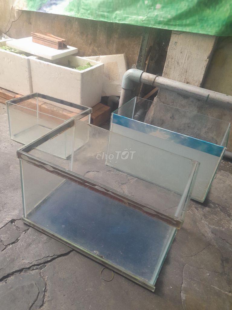 Bể cá Kính Trong suốt. Mua bán Phụ kiện, Thức ăn, Dịch vụ tại Quận Tân Bình Tp Hồ Chí Minh được đăng bởi Đỗ Vũ Minh Điền hình 1